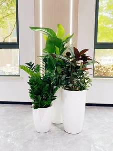 优质奉化盆景出租服务,让绿植为您的空间加分!